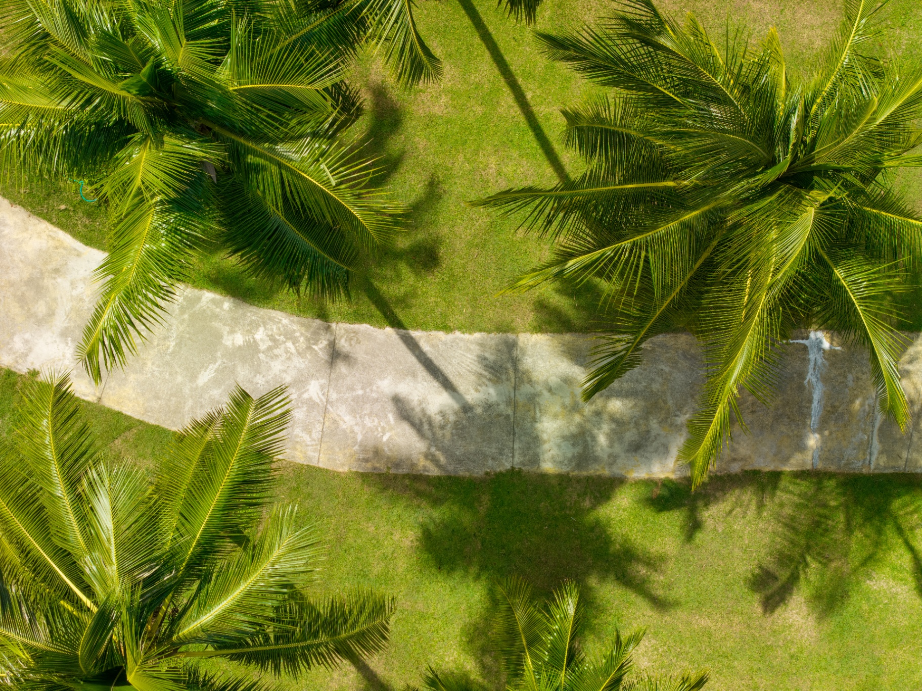 Aerial view of the coconut path winding through the ANODDA park