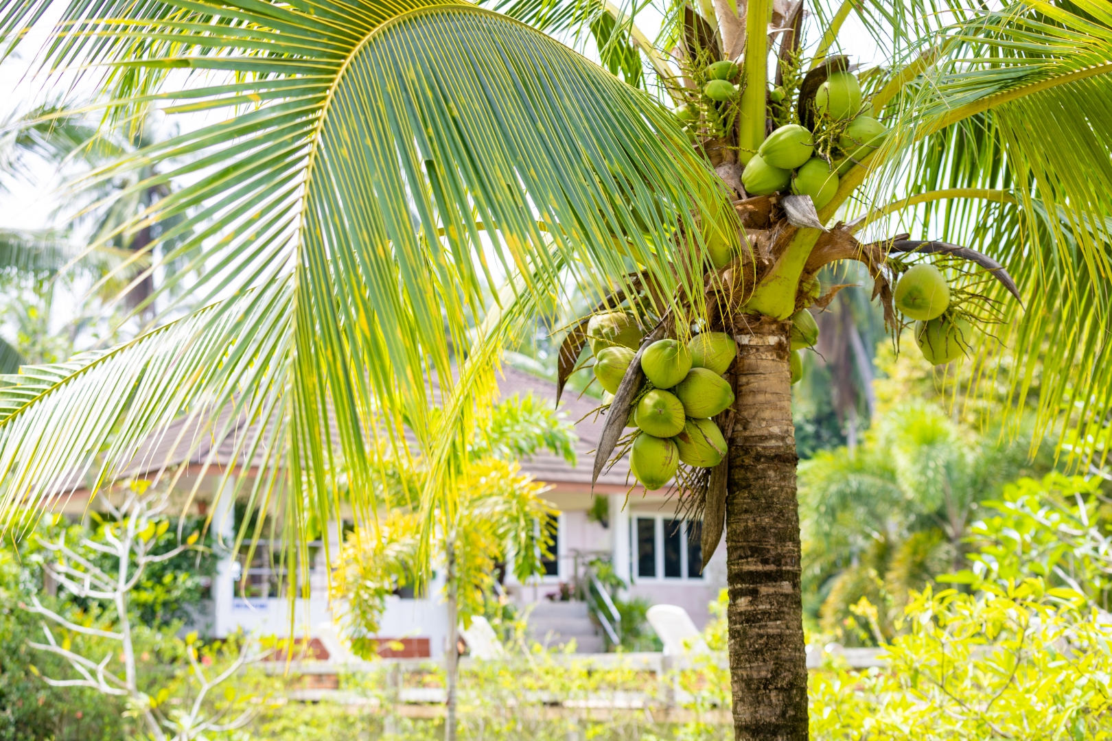 Coconut tree beside a villa