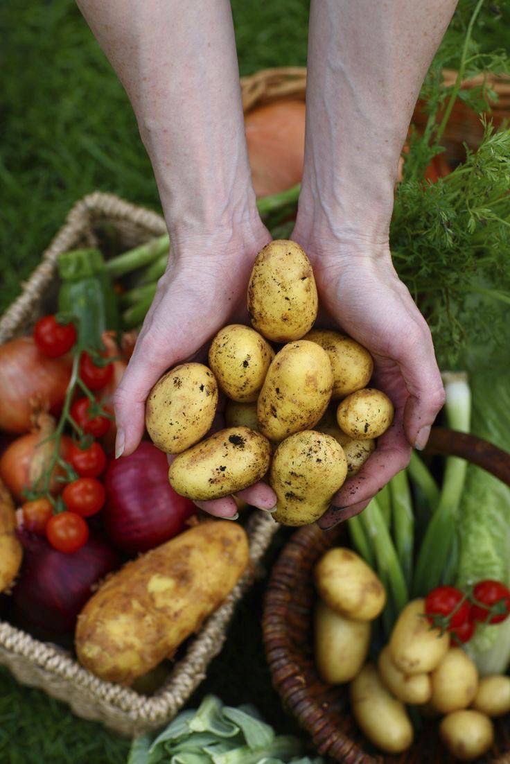 Hands cupping freshly dug potatoes above a basket of vegetables