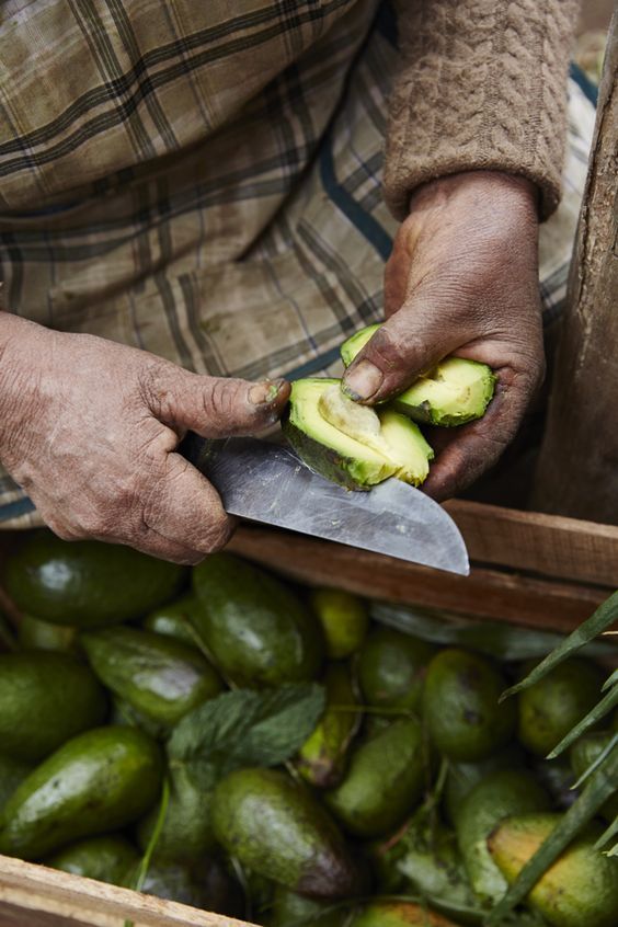 Weathered hands slicing a ripe avocado over a crate of harvest