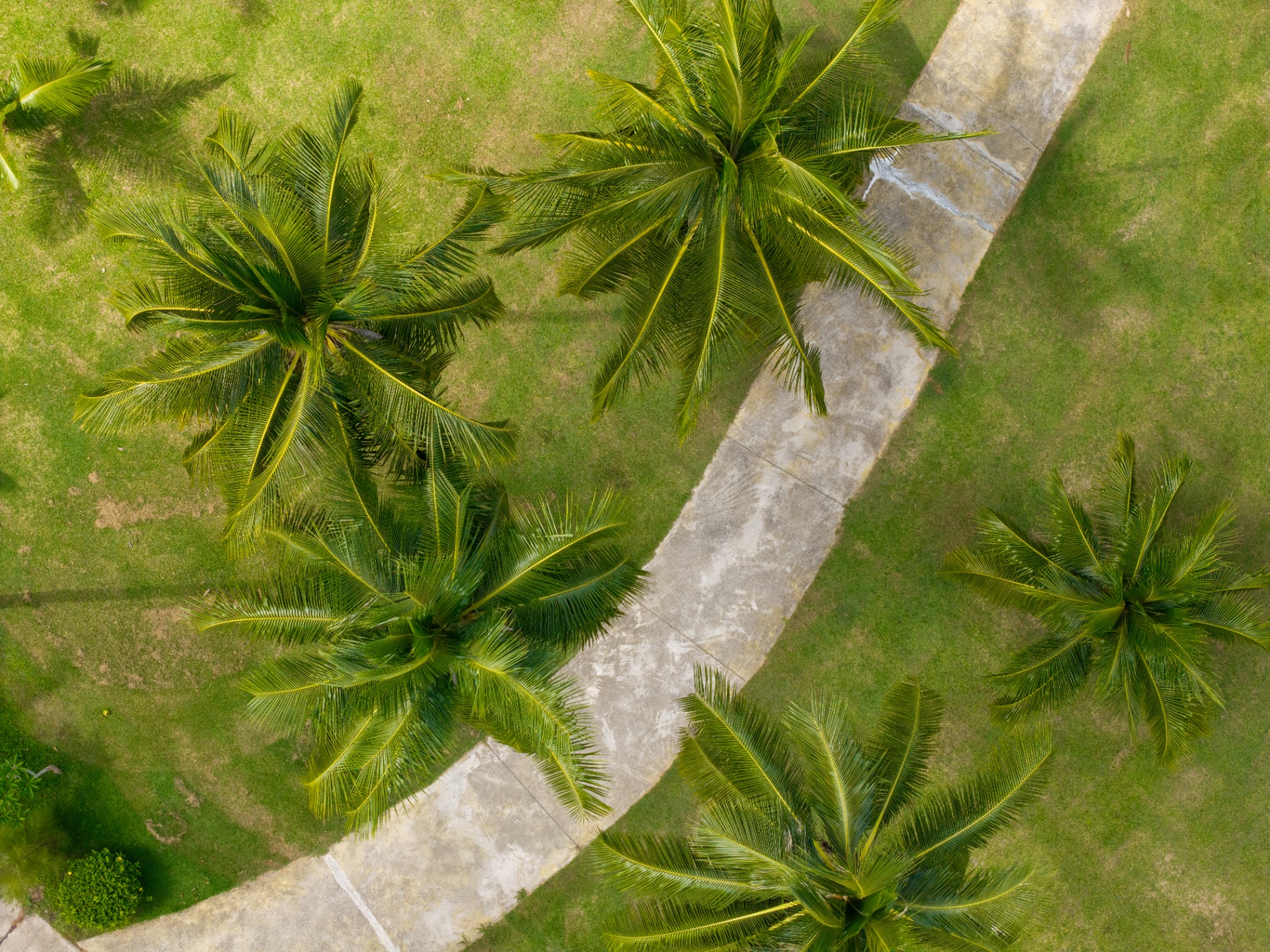 Aerial view of the palm grove and path