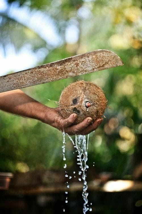 A coconut on the beach